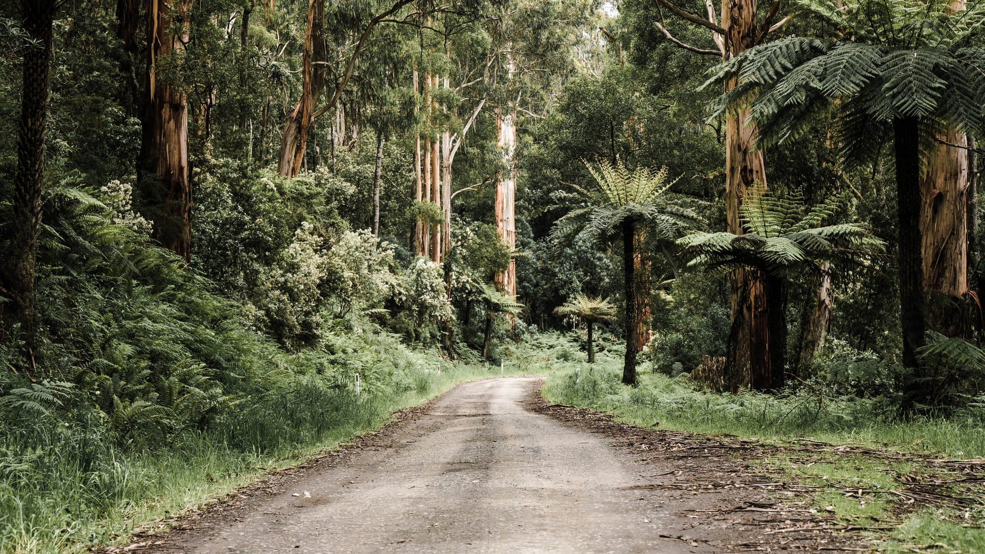 Eucalyptus forest trail