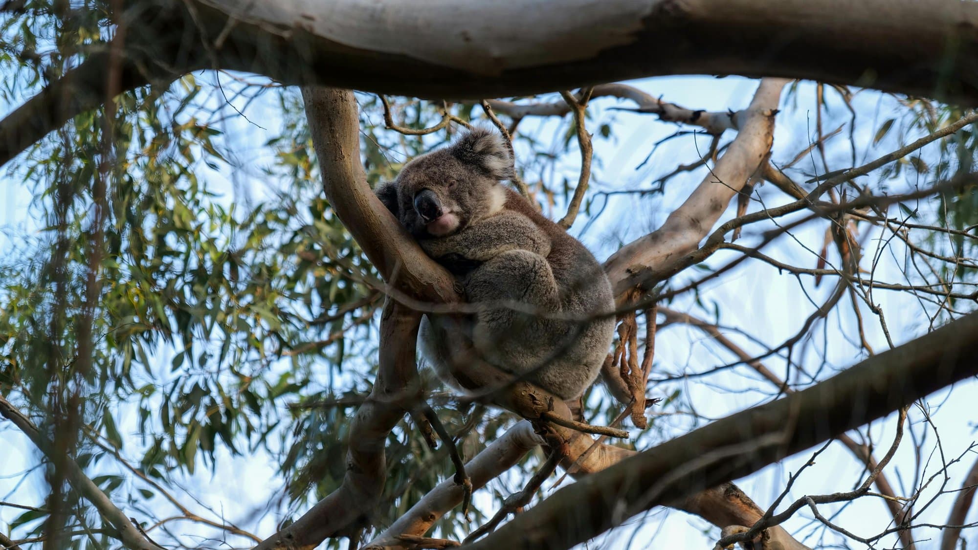 Koala at Cape Otway