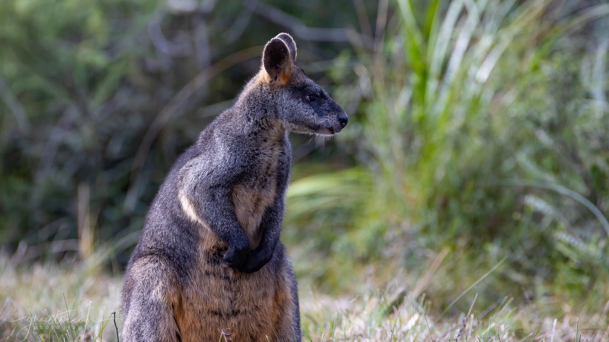 Swamp wallaby in coastal bushland