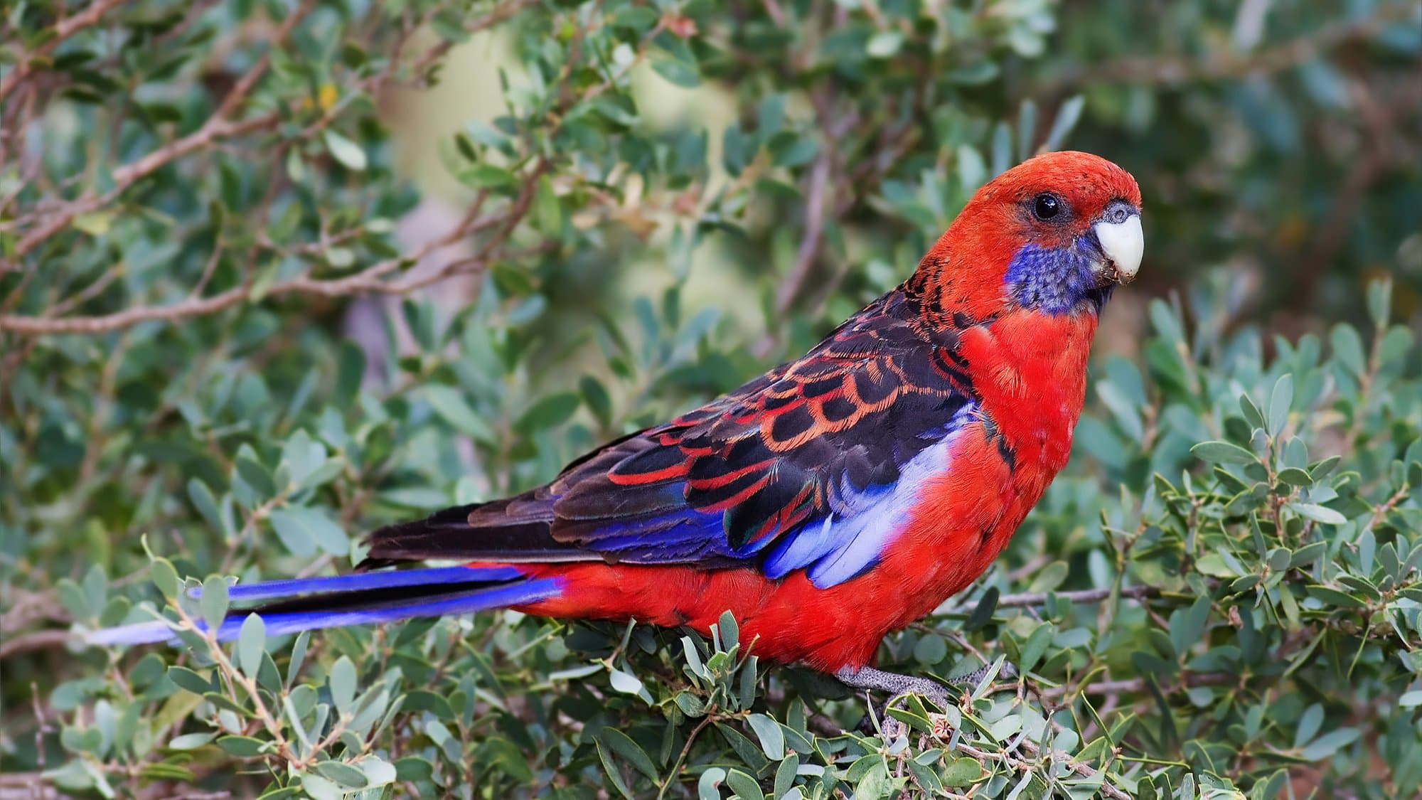 Crimson rosella in coastal forest