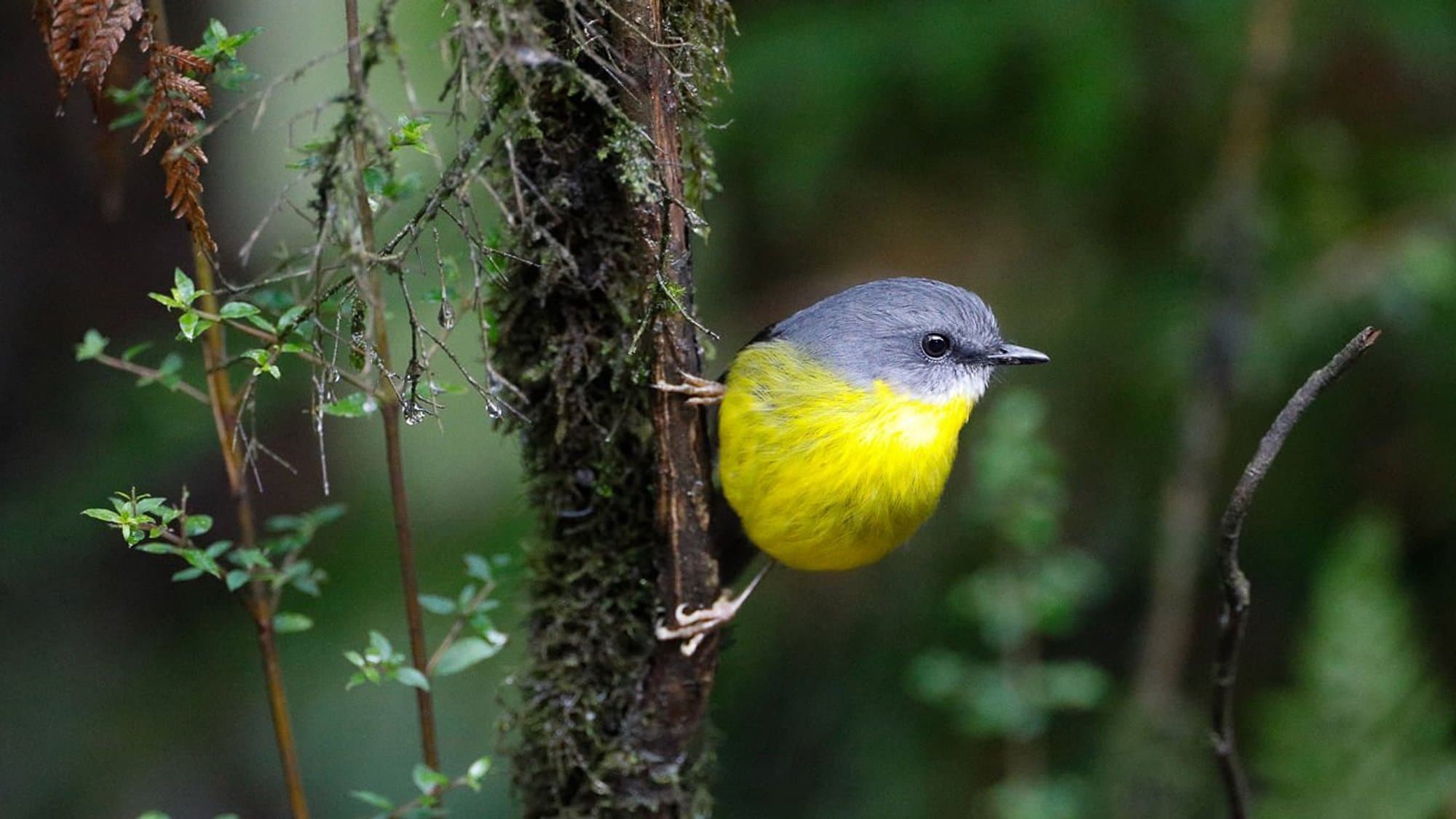 Eastern yellow robin in coastal forest
