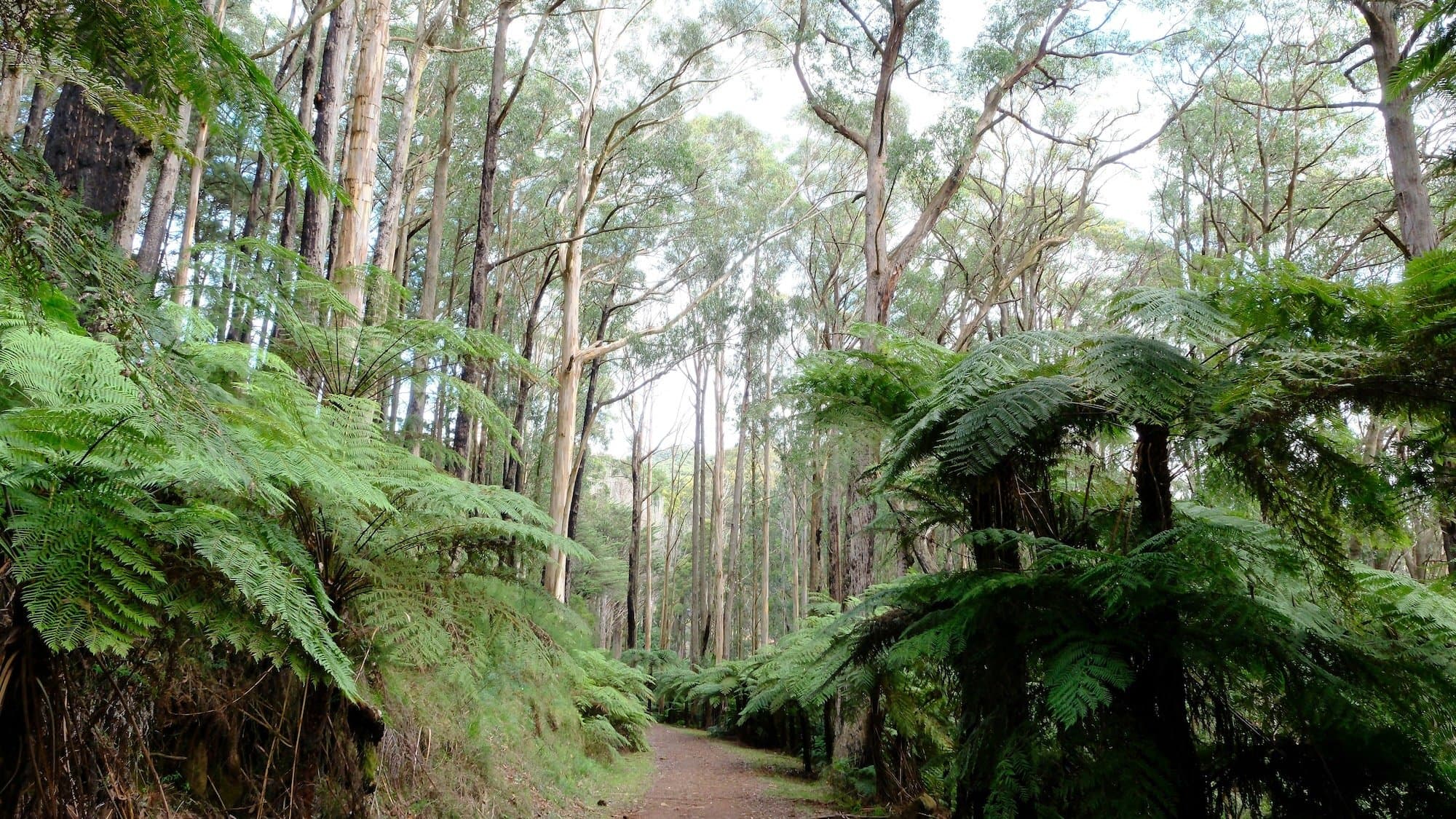 Trail through eucalyptus forest with tree ferns