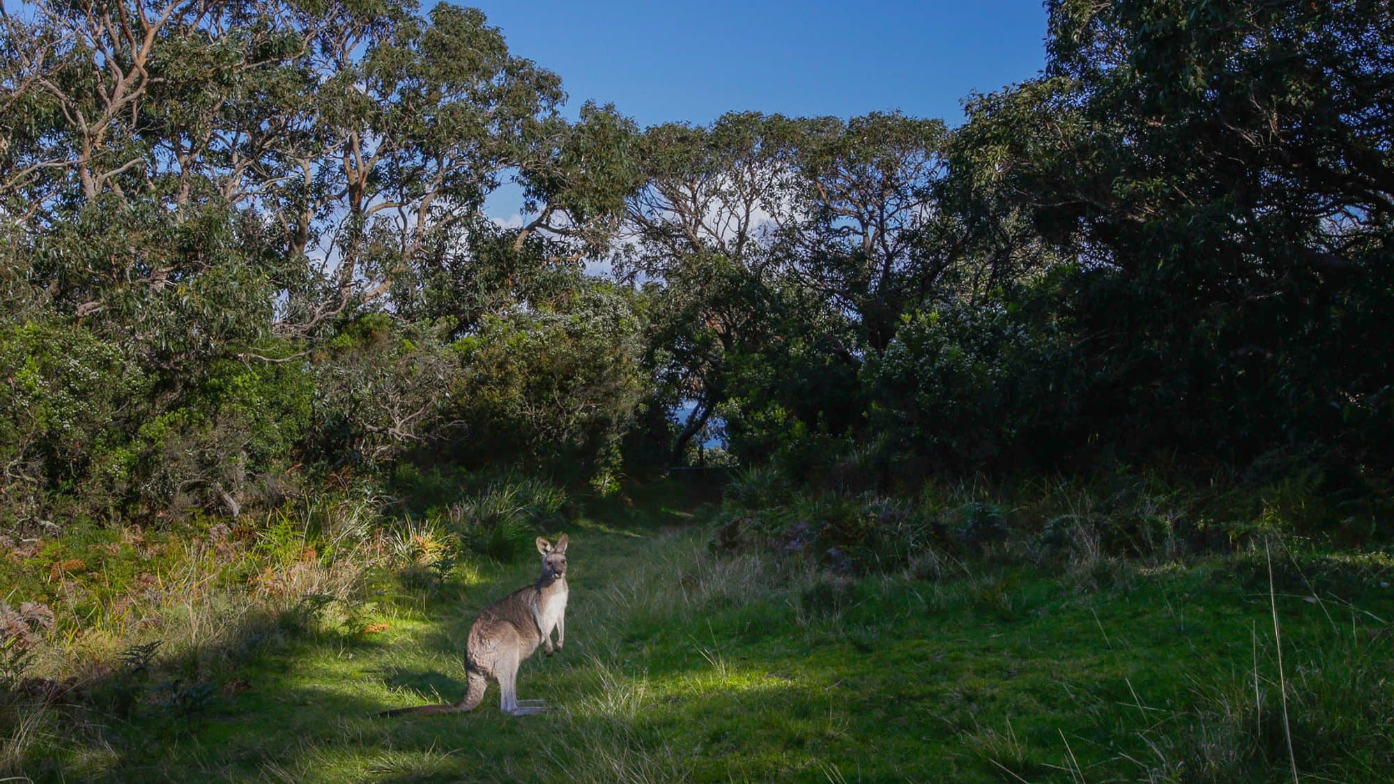 Eastern grey kangaroo in natural habitat