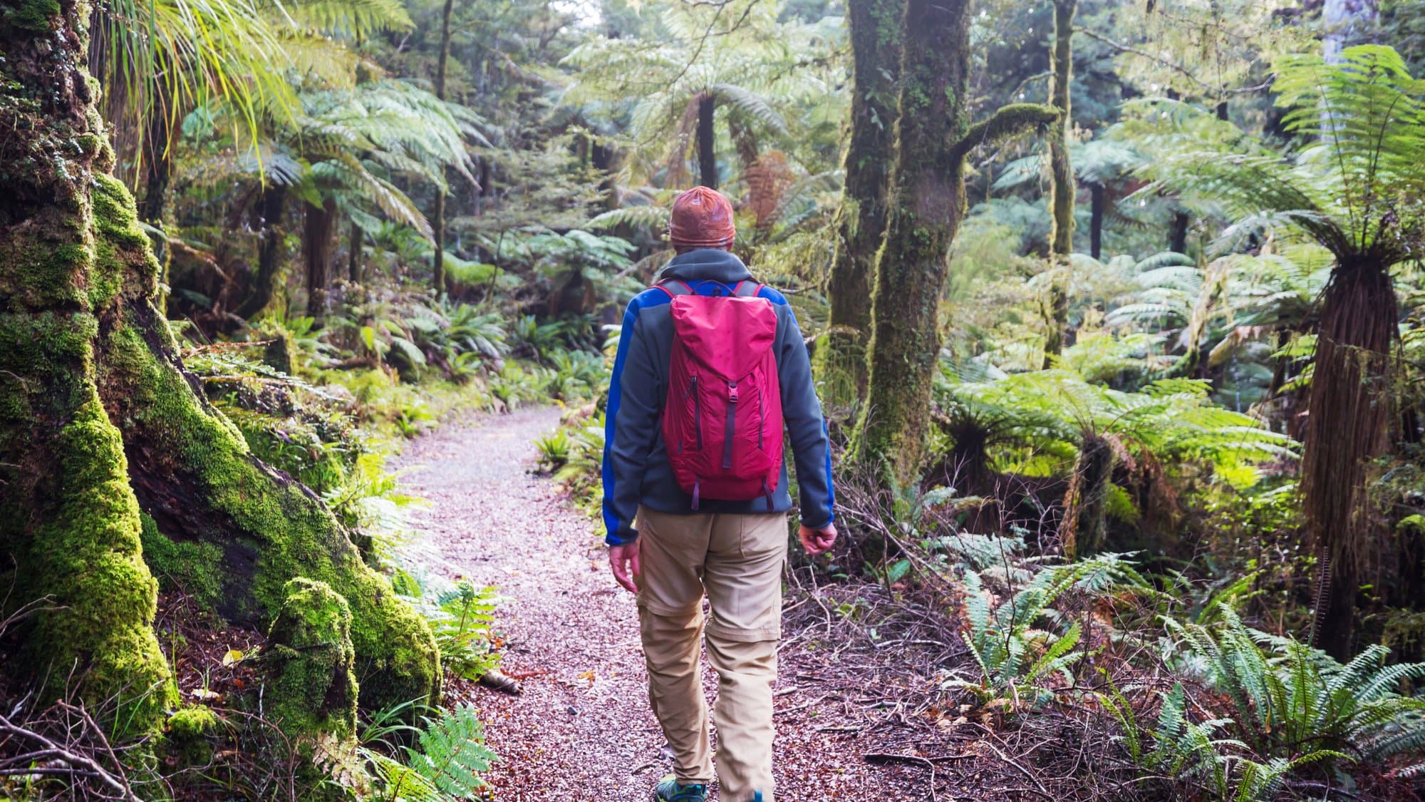 Hiker exploring rainforest trail