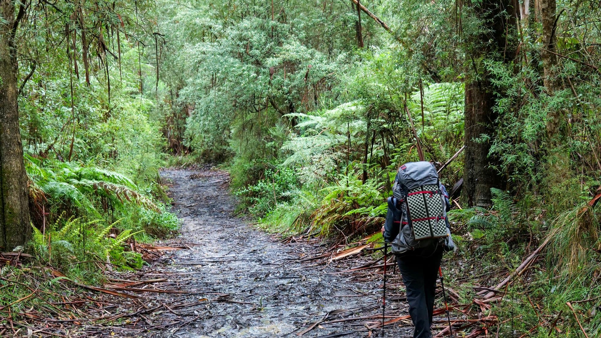 Hiking through Otways rainforest
