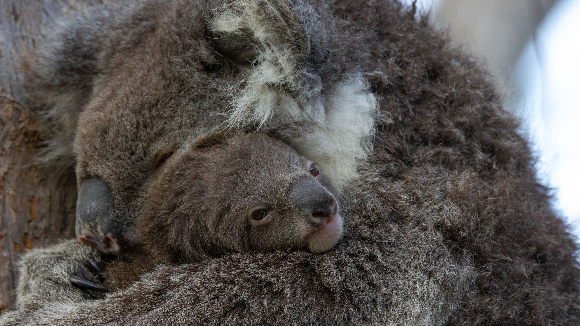 Koala resting on eucalyptus branch
