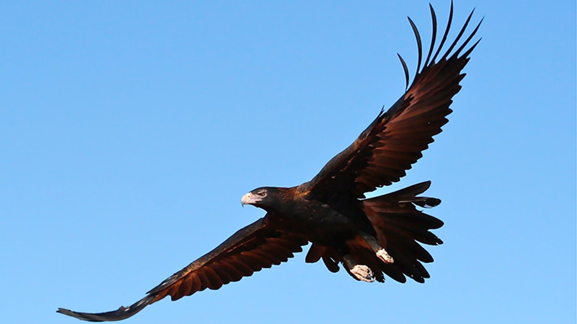Wedge-tailed eagle soaring over coastal landscape